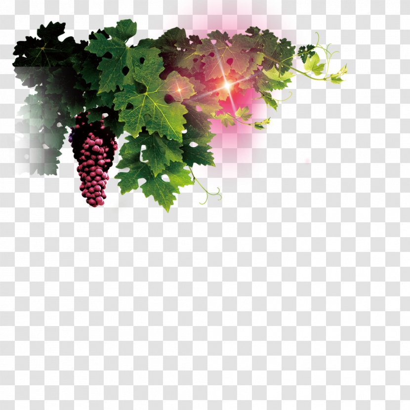 Common Grape Vine Wine Leaves - Tree - Vines And Grapes Transparent PNG