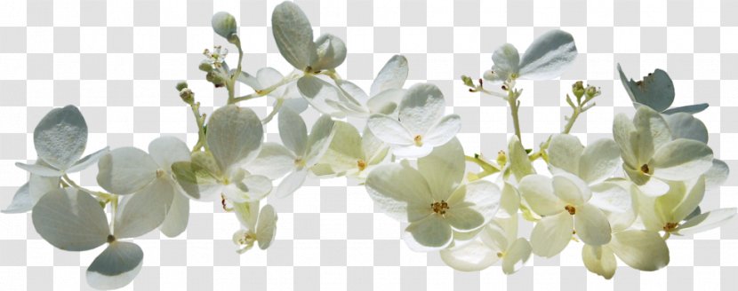 Spring Text Blossom Clip Art - Plant - Petal Transparent PNG