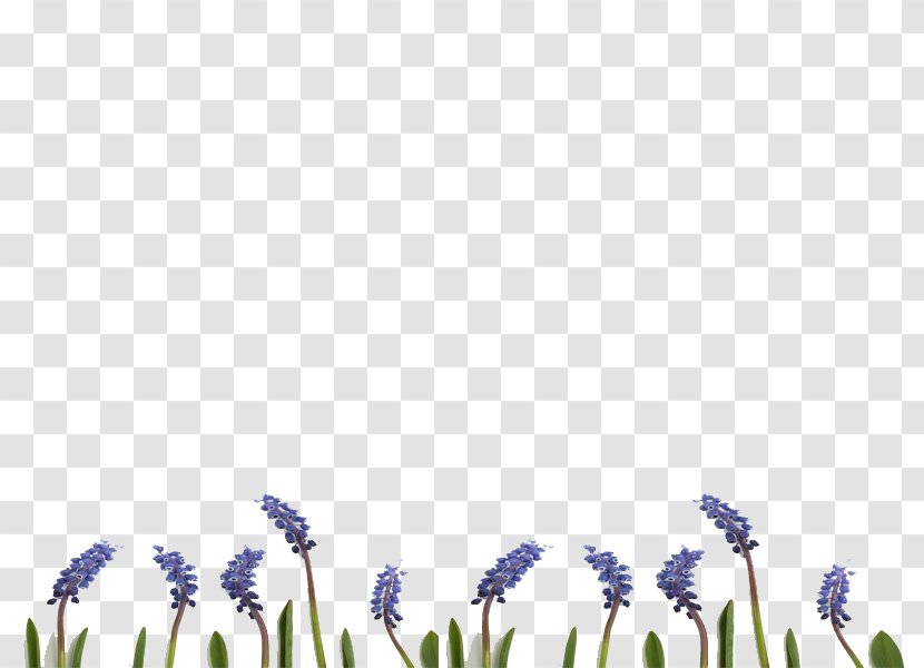 English Lavender Desktop Wallpaper Grasses Font - Petal - Purple Transparent PNG