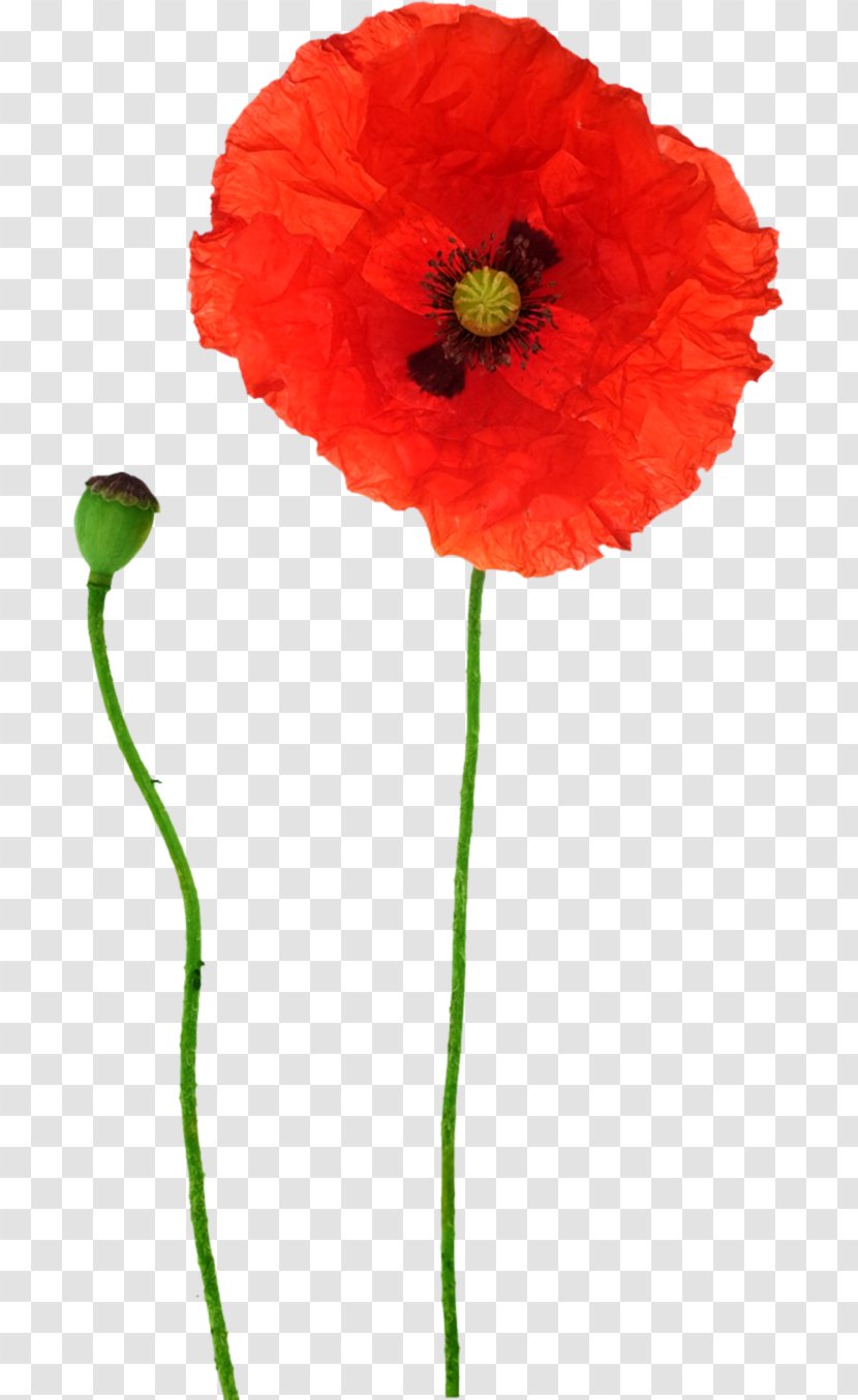 Opium Poppy Flower Red Transparent PNG