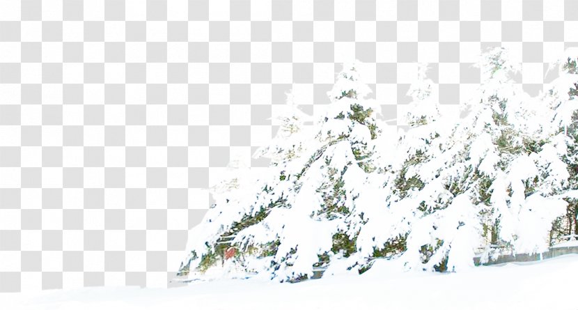 Pine Winter Snow Tree - Branch Transparent PNG