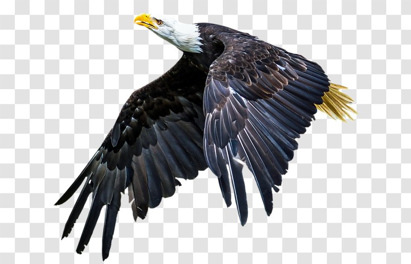 Bald Eagle Bird Of Prey Beak - Vulture Transparent PNG