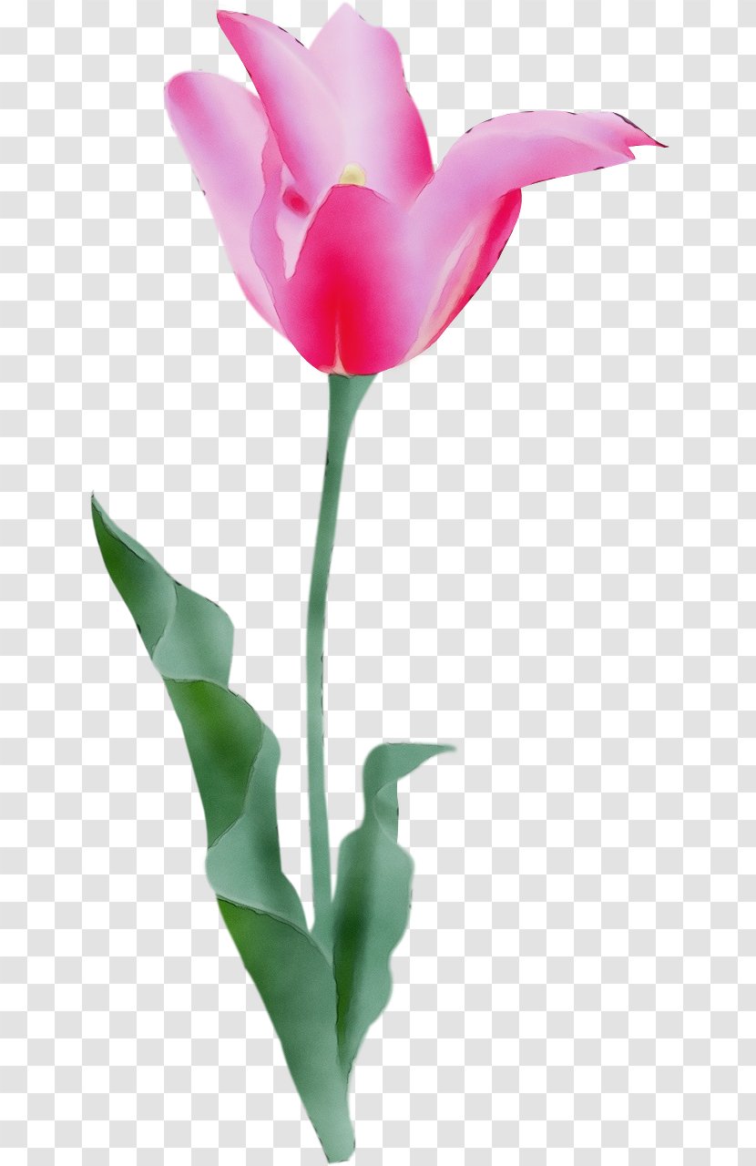 Flower Pink Tulip Petal Cut Flowers - Plant Stem Pedicel Transparent PNG