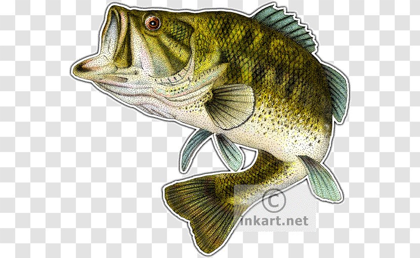 Largemouth Bass Smallmouth Fish - Reptile Transparent PNG