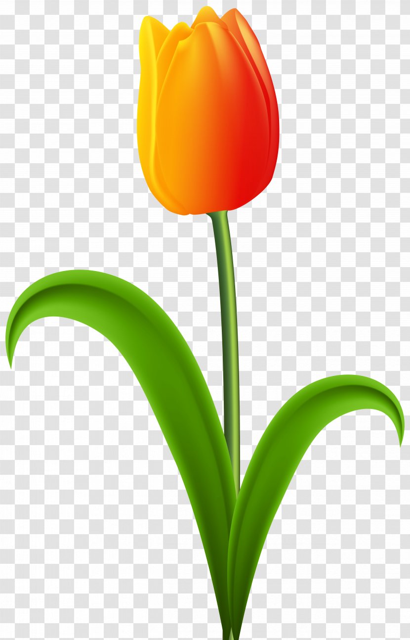 Tulip Desktop Wallpaper Red Clip Art - Flower - Gorgeous Clipart Transparent PNG