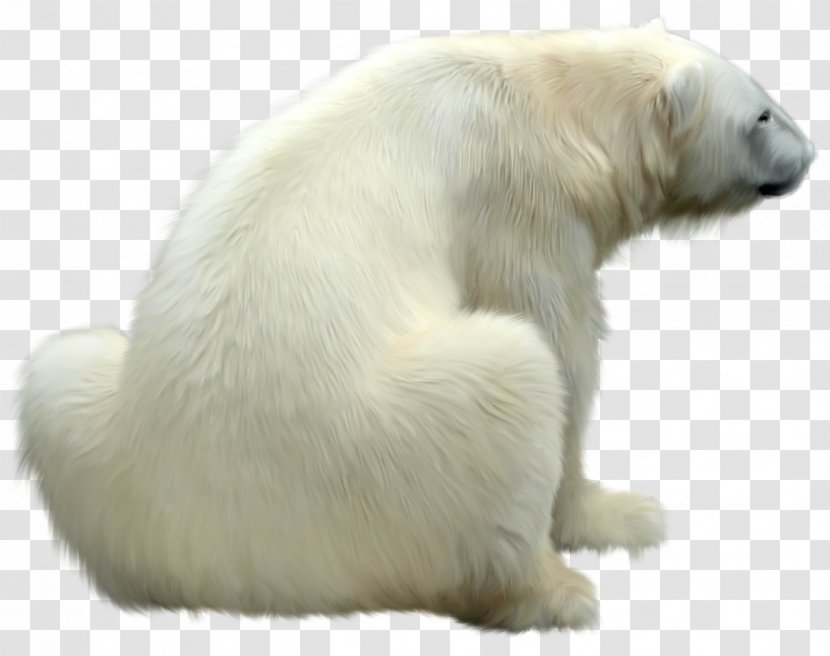 Great Pyrenees Polar Bear Regions Of Earth Transparent PNG