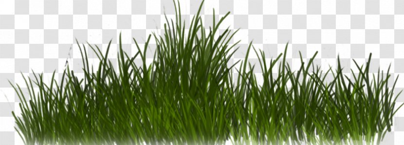 Clip Art Couples Download - Grass Family - Wheatgrass Transparent PNG