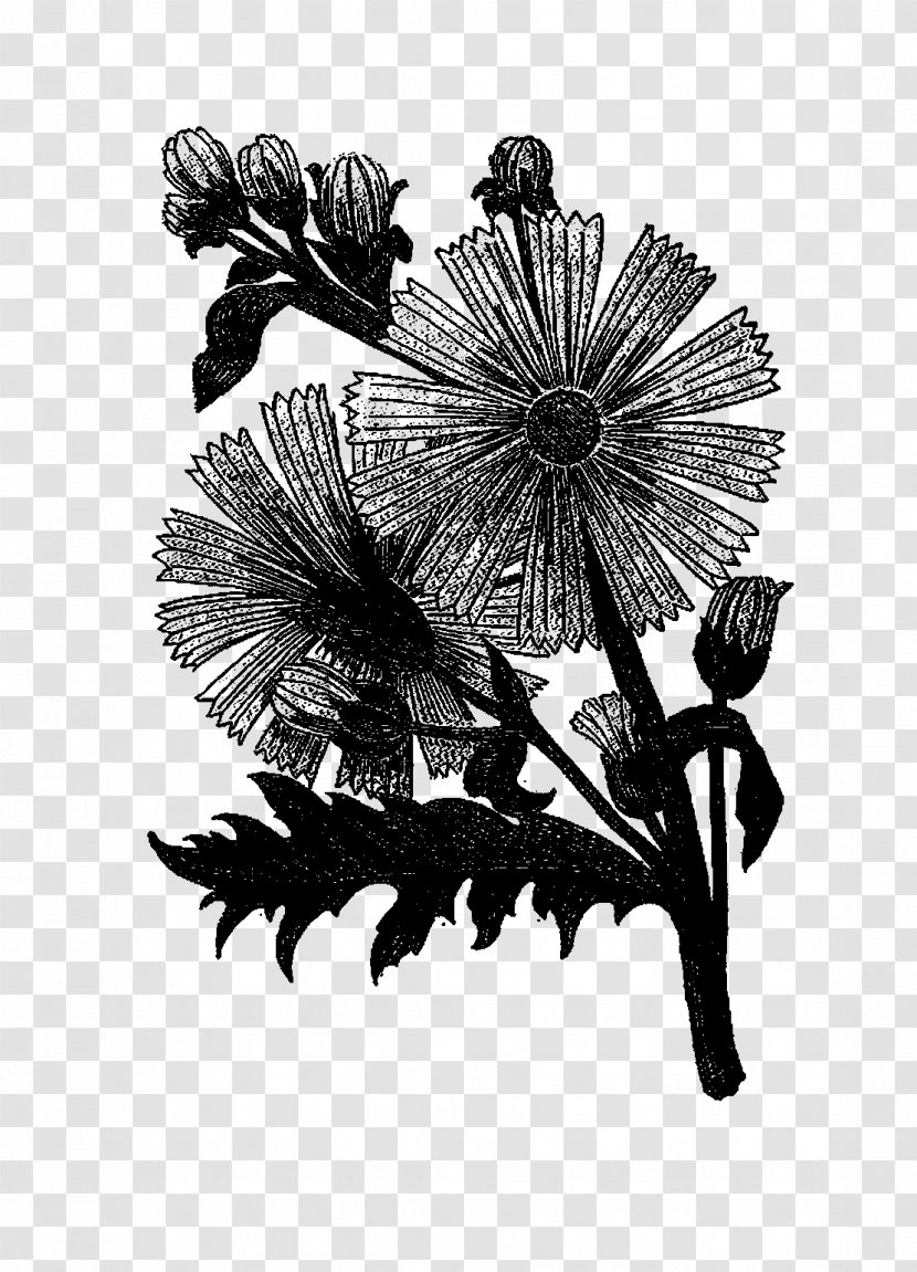 Chrysanthemum Floral Design Cut Flowers - Heracleum Plant - Perennial Transparent PNG