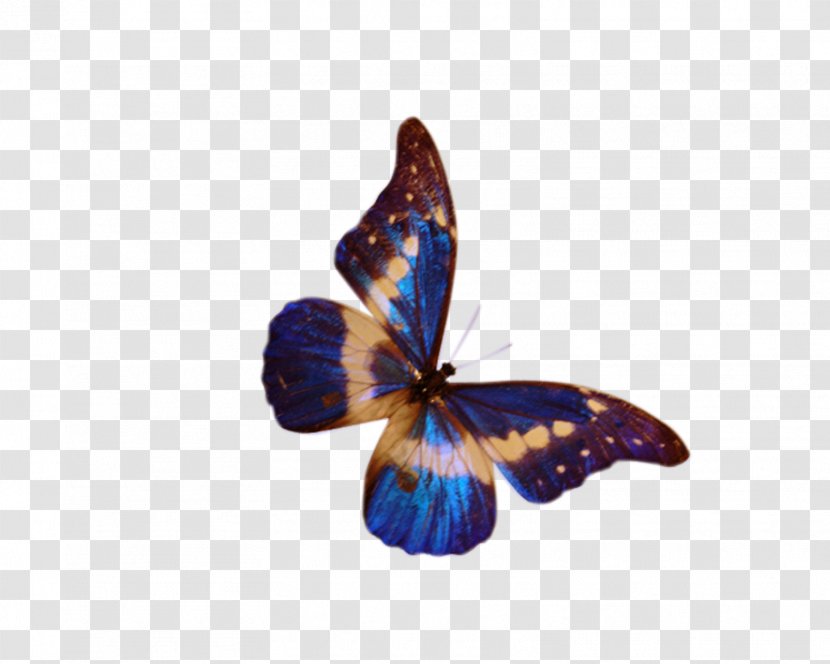 Butterfly Desktop Wallpaper - Moths And Butterflies - Frame Transparent PNG