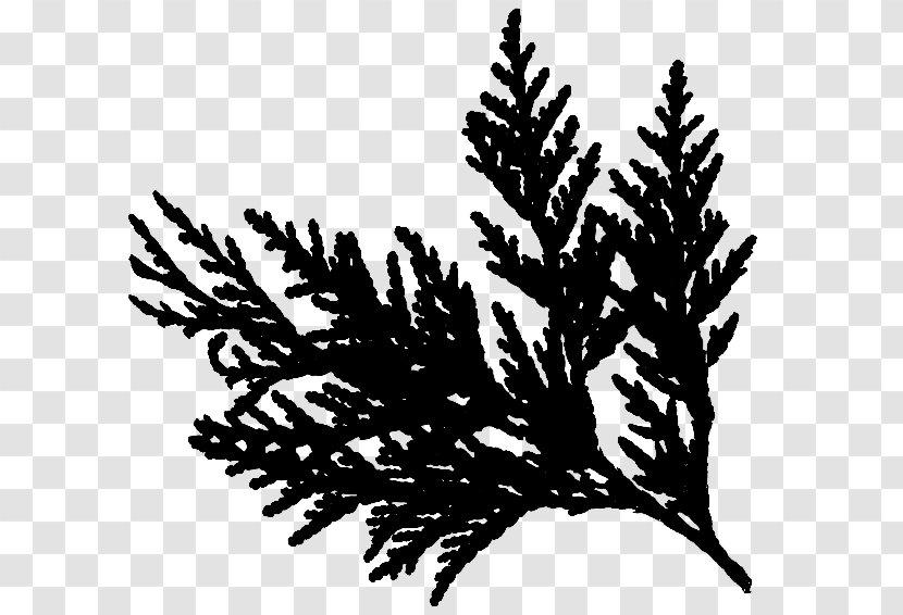 Twig Cedar Pine Fir Spruce - Evergreen - Fern Transparent PNG