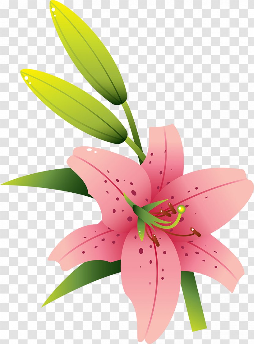 Cut Flowers Lilium Liliaceae Plant - Seed - Lilly Transparent PNG