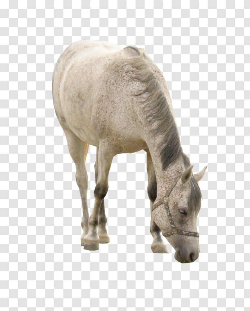 Horse White Download Computer File - Livestock - Grazing Transparent PNG