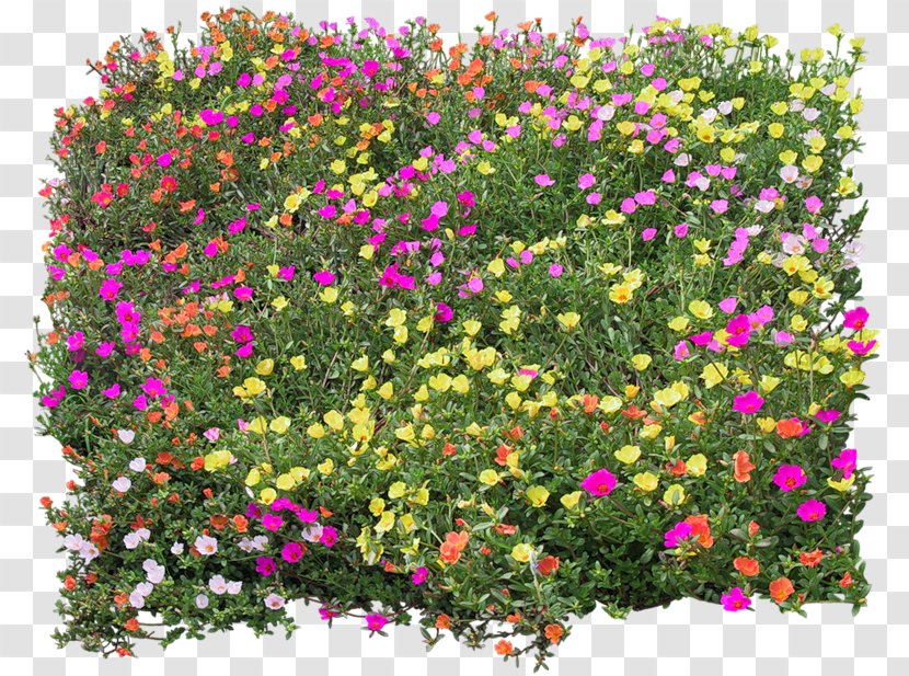 Flower Texture Mapping - Petal - Bed Top View Transparent PNG