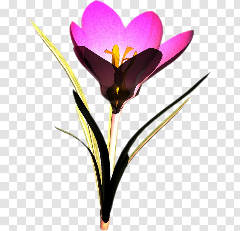 Crocus Flower Snowdrop Clip Art - Plant Transparent PNG