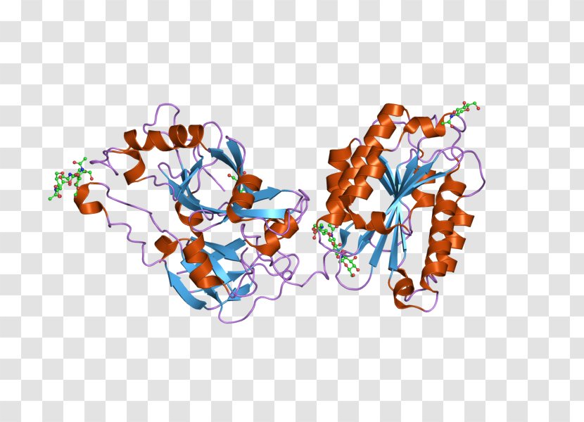 Complement Component 2 System Classical Pathway Protein Wikipedia - Heart - Cartoon Transparent PNG