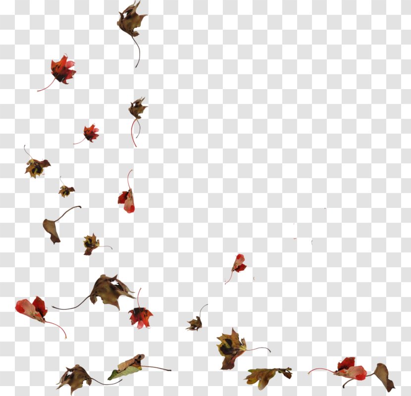 Autumn Deciduous - Google Images - Leaves Transparent PNG