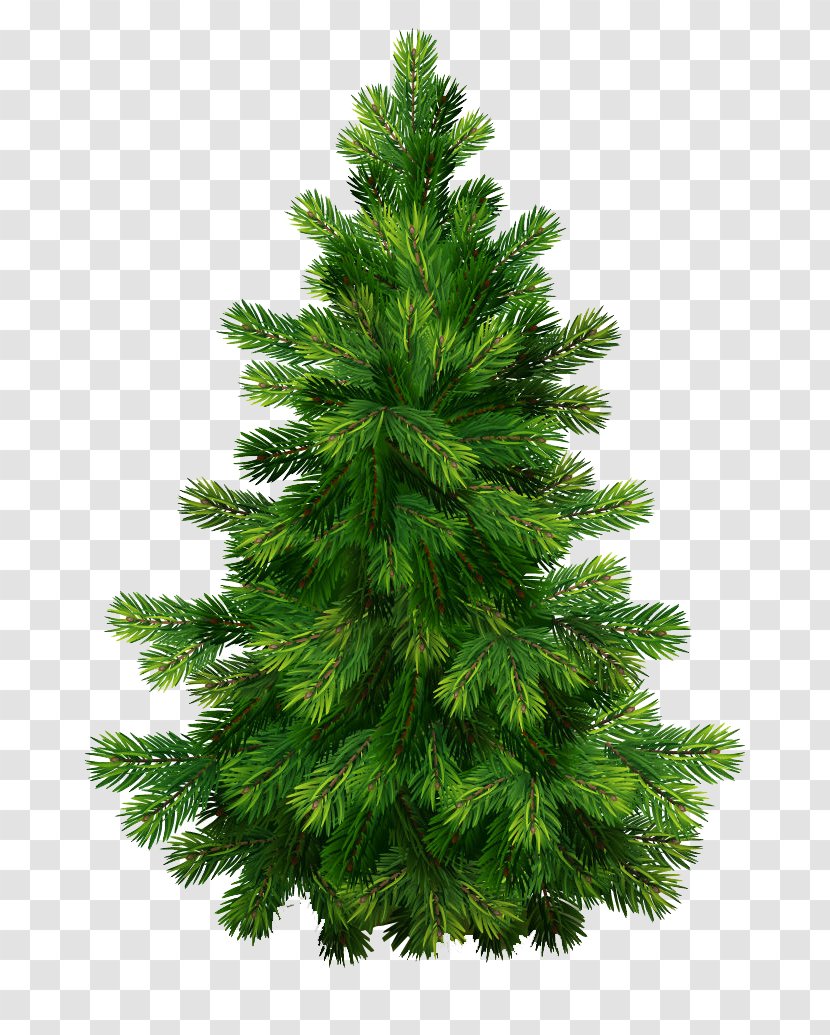 Pine Christmas Tree Clip Art - Cypress Family Transparent PNG