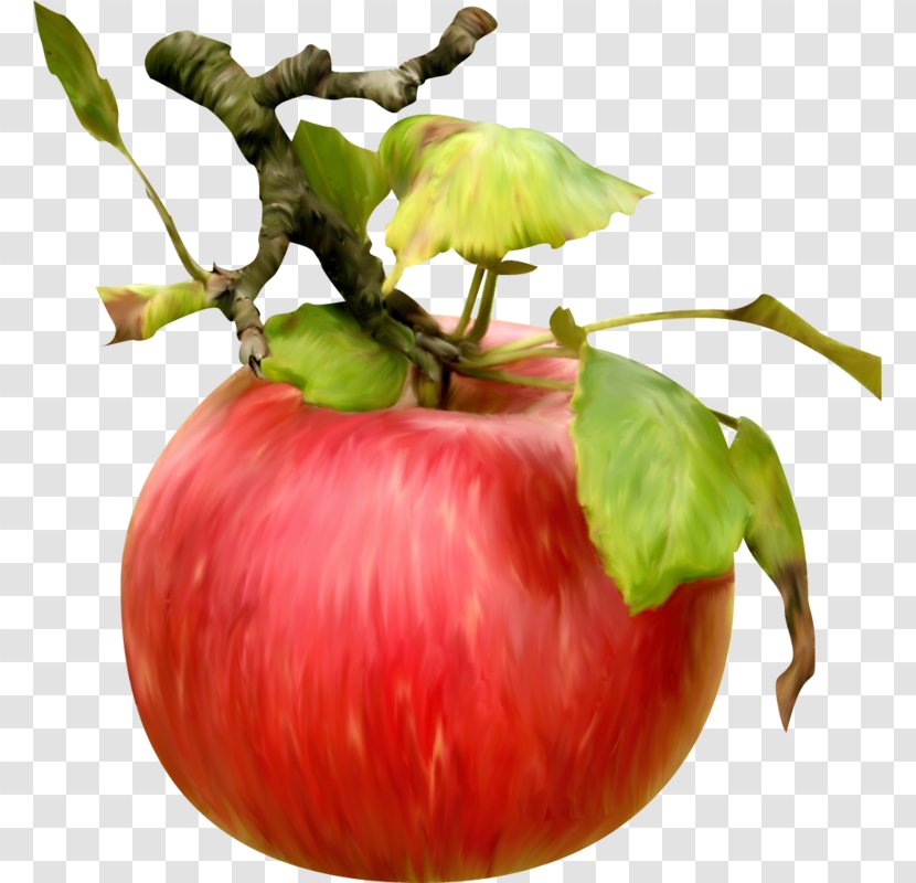 Bush Tomato Apple Vegetable Food Fruit - Diet Transparent PNG