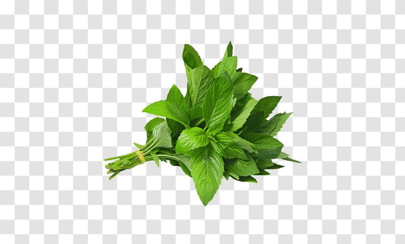 Mint Herb Vietnamese Coriander Stock Photography - Plant Transparent PNG