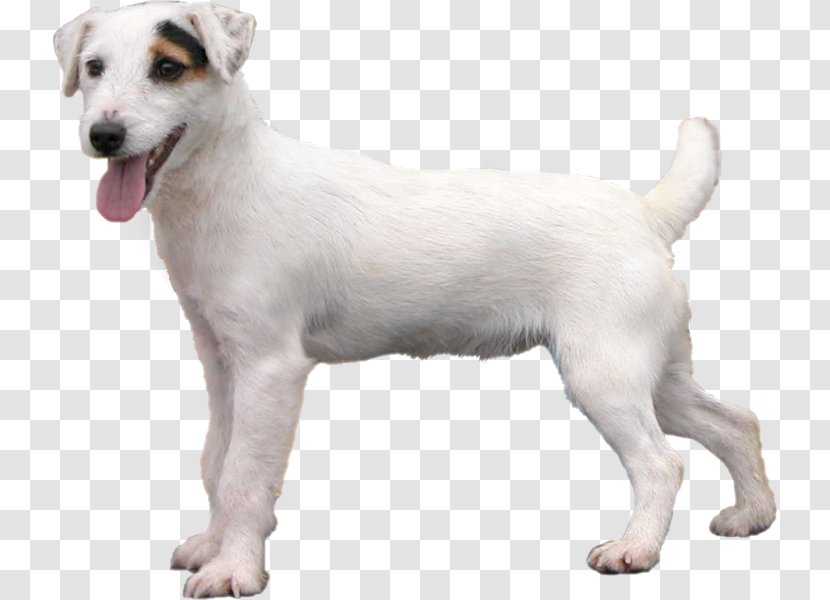 Jack Russell Terrier Parson Miniature Fox Puppy West Highland White - Dog Like Mammal Transparent PNG