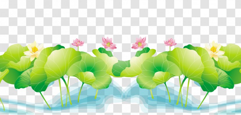 Nelumbo Nucifera - Pond - Lotus Transparent PNG