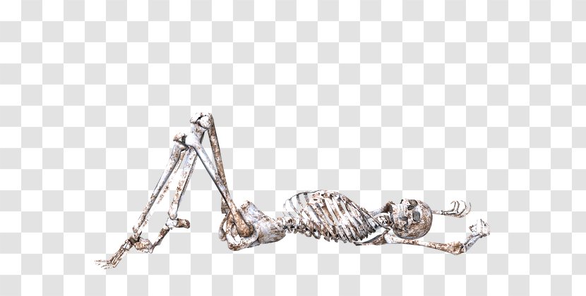 Human Skeleton Skull - Image Resolution Transparent PNG
