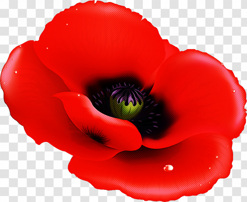 Red Poppy Flower Poppy Flower Transparent PNG