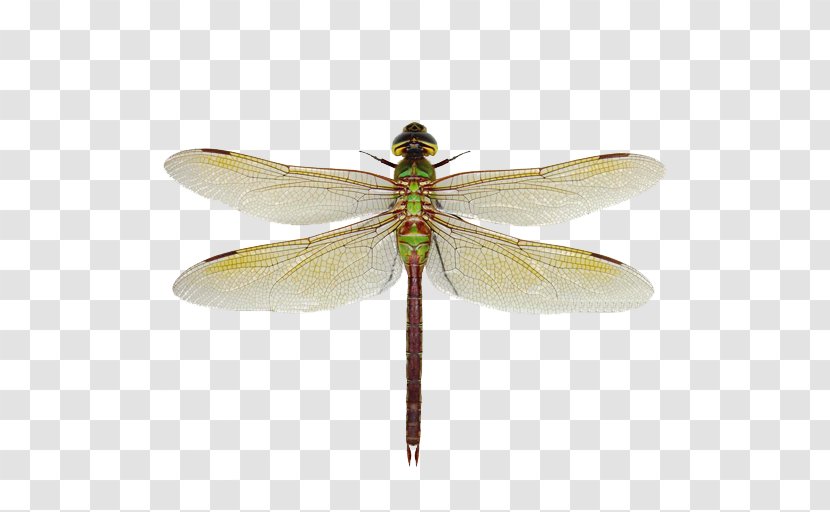 Green Darner Dragonfly Aeshna Synonyms And Antonyms Damselfly - Net Winged Insects Transparent PNG