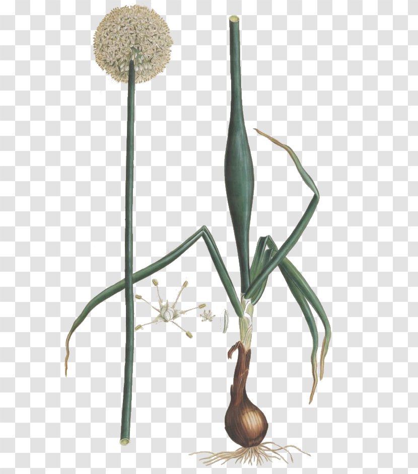 Allium Fistulosum Flora Graeca: (plates 801-966; 1837-1840) Chinense Scallion Potato Onion - Plant Stem - Schisandra Transparent PNG