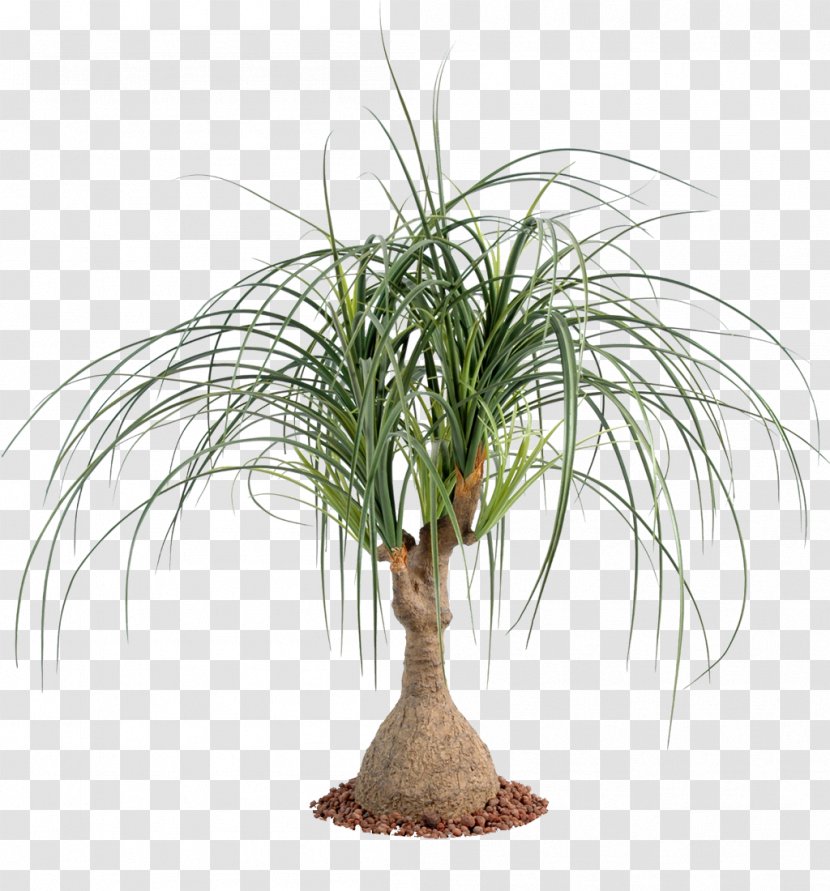 Ponytail Palm Houseplant Trees Plants Succulent Plant - Arecales Transparent PNG