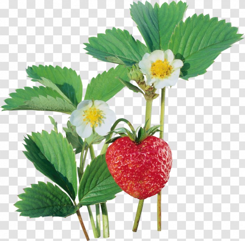 Strawberry Auglis Clip Art Transparent PNG