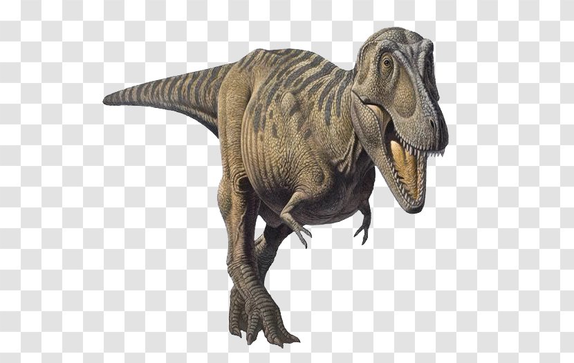 Tarbosaurus Tyrannosaurus Dinosaur Patagosaurus Late Cretaceous - Sauropoda Transparent PNG