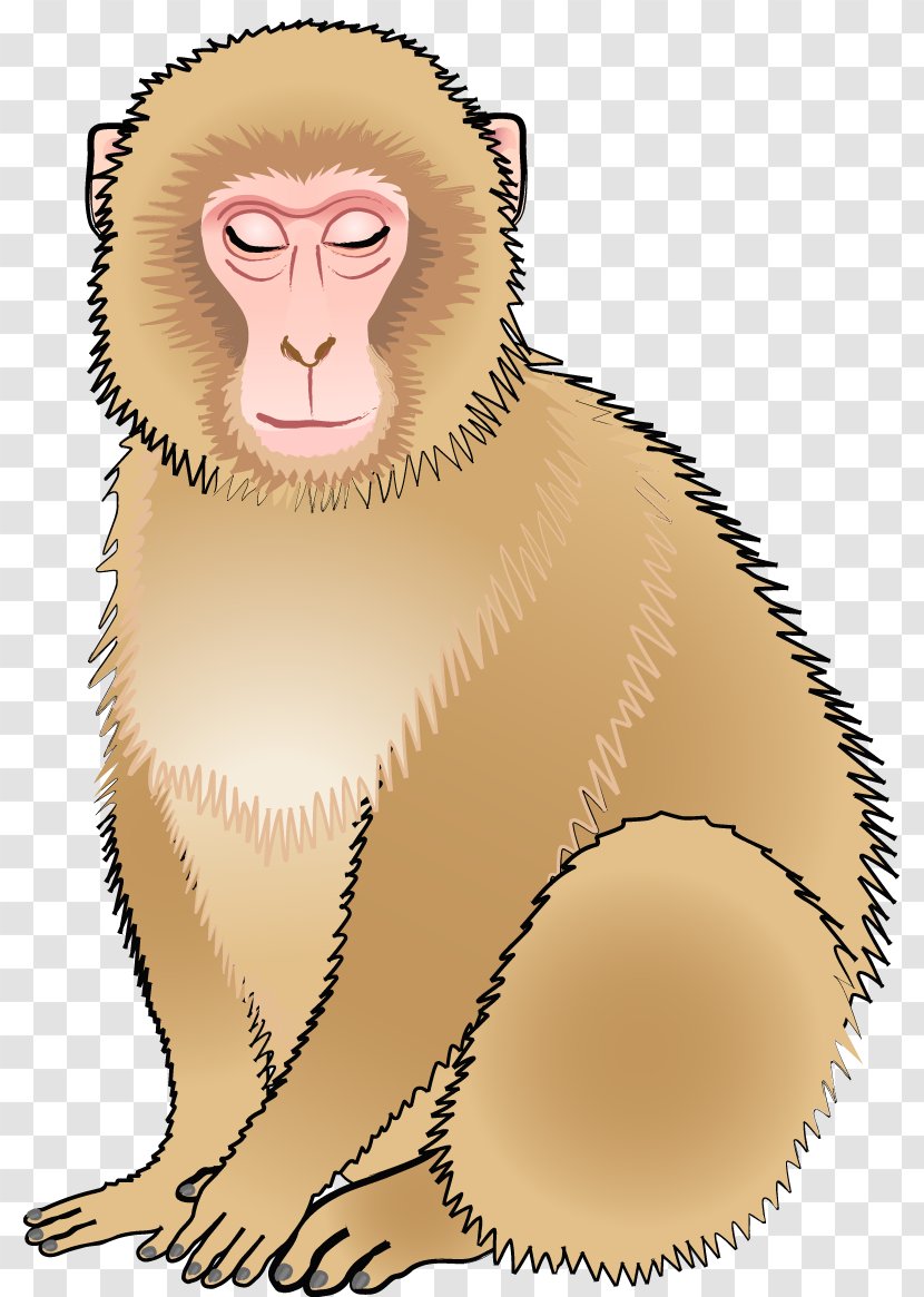 Cercopithecidae Old World Snout Cartoon Illustration - Head - Monkey Transparent PNG