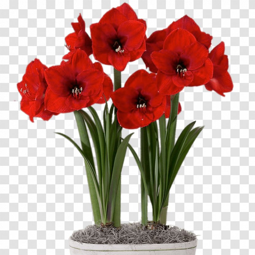 Amaryllis Bulb Flowerpot Houseplant - Seed Plant Transparent PNG