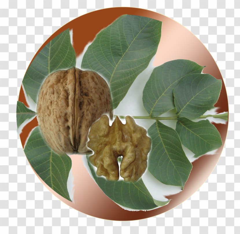 Walnut - Tree Nuts Transparent PNG