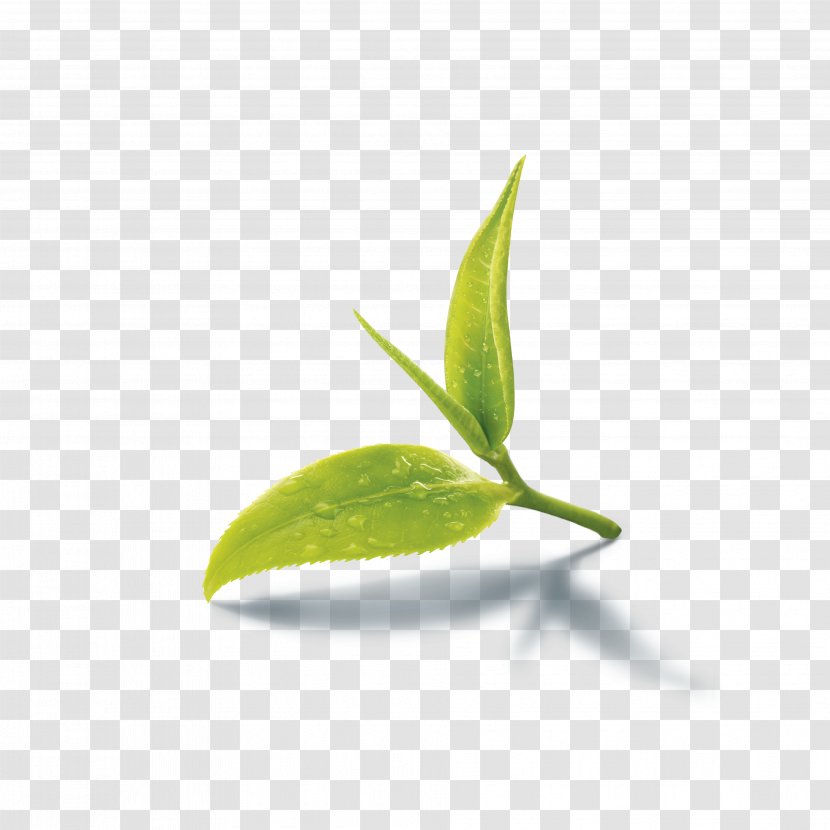 Green Tea Iced Assam Production In Sri Lanka - Yogi - Pepermint Transparent PNG