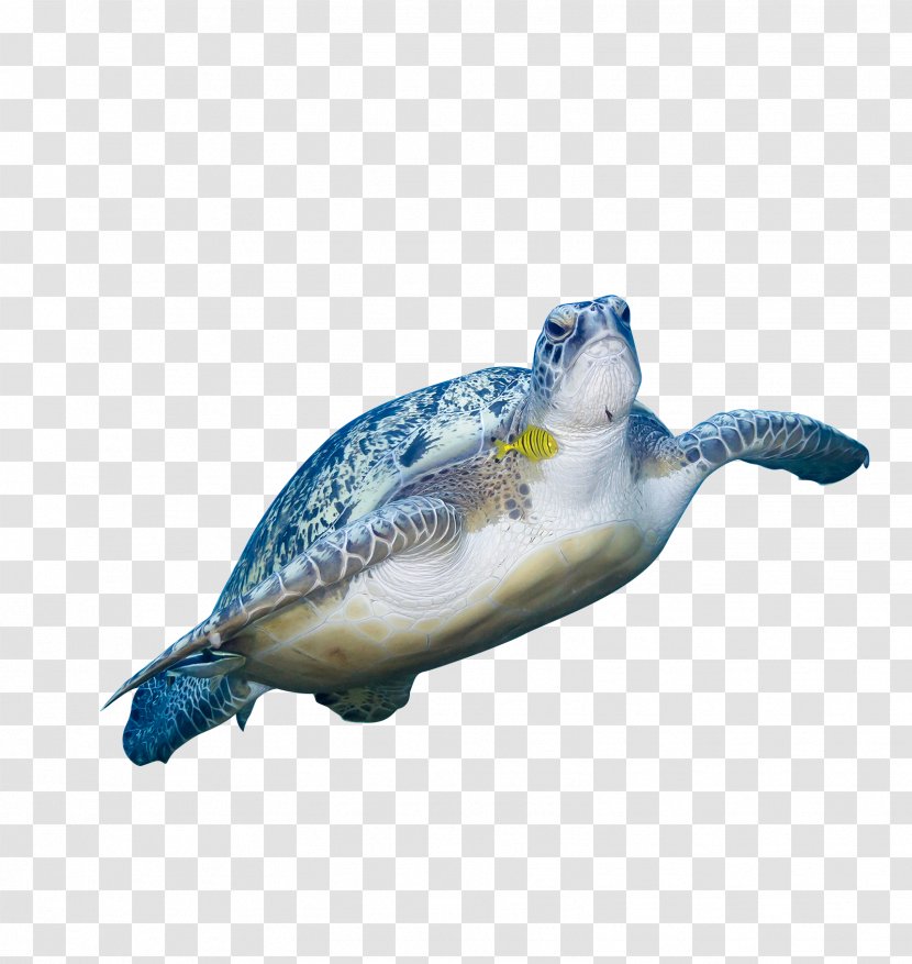 Green Sea Turtle Animal - Designer - HD Turtles Transparent PNG