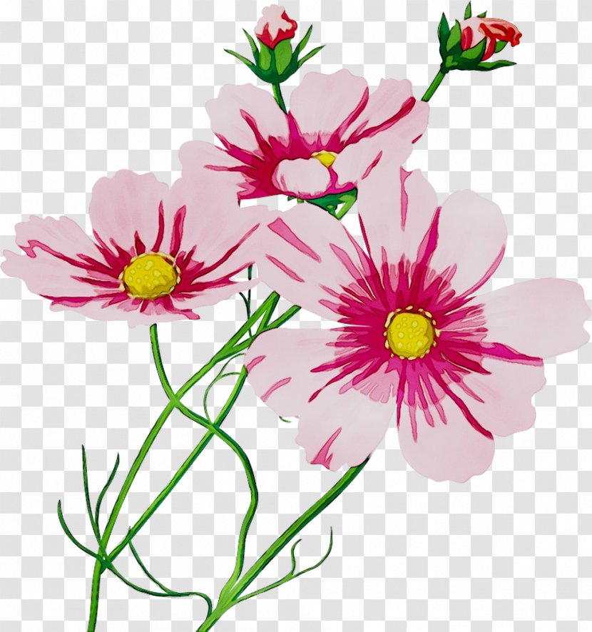 Garden Cosmos Cut Flowers Floral Design Chrysanthemum - Pedicel - Annual Plant Transparent PNG