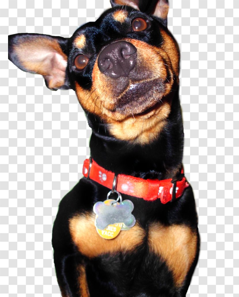 Ormskirk Terrier German Pinscher Miniature Prague Ratter English Toy - Puppy Transparent PNG