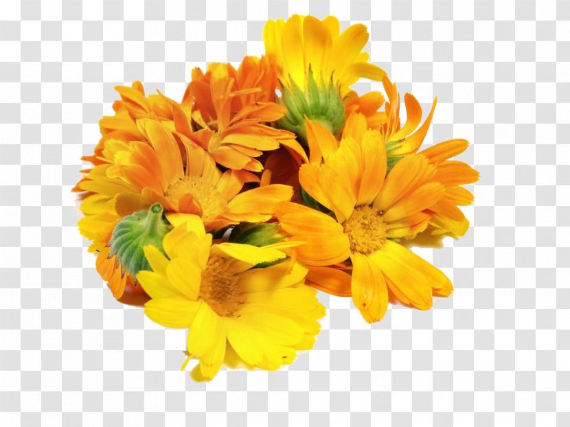 Mexican Marigold Floral Design Flower Calendula Officinalis - Chrysanthemum - A Bunch Of Marigolds Transparent PNG