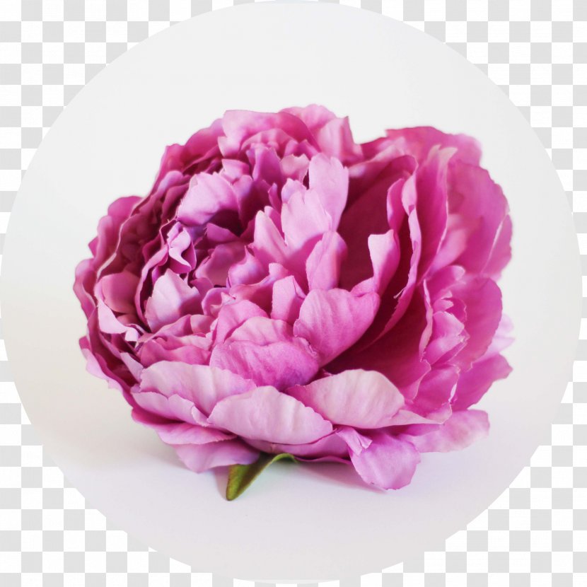 Cabbage Rose Peony Cut Flowers Quantity Price - Red Transparent PNG