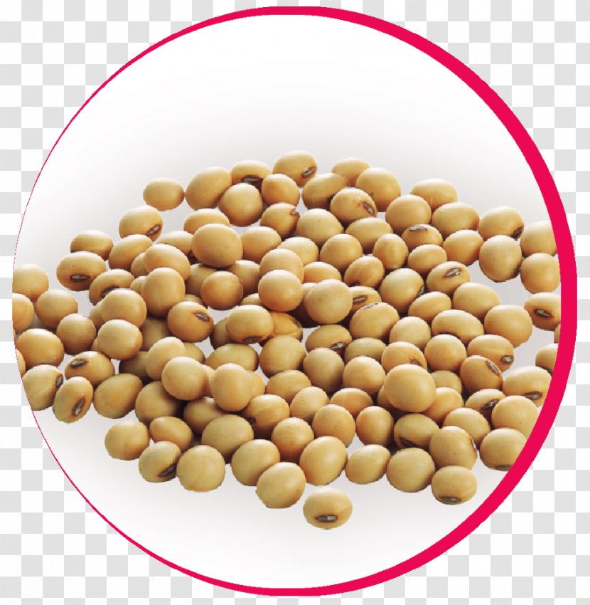 Peanut Vegetarian Cuisine Bean Superfood - Soya Transparent PNG