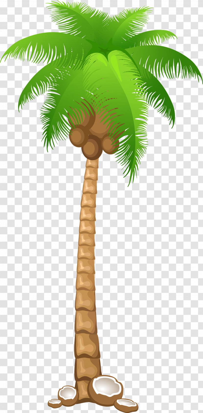 Arecaceae Tree Clip Art - Coconut - Palms Transparent PNG