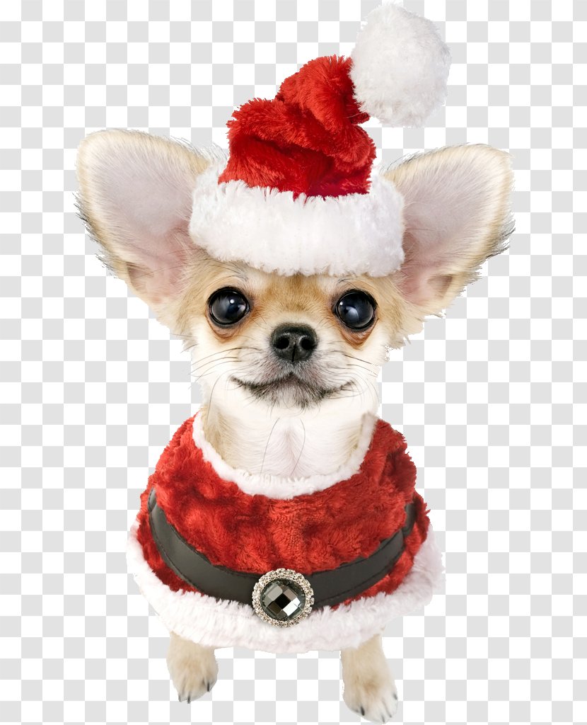 Chihuahua Puppy Havanese Dog Santa Claus Bichon Frise - Clothes Transparent PNG
