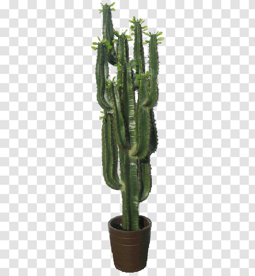San Pedro Cactus Cactaceae Triangle Plant The Garden - Fake Id Transparent PNG