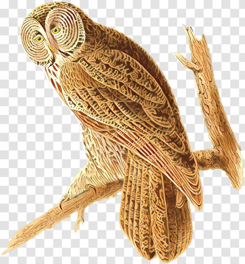 Cartoon Bird - Northern Hawkowl - Beak Falconiformes Transparent PNG