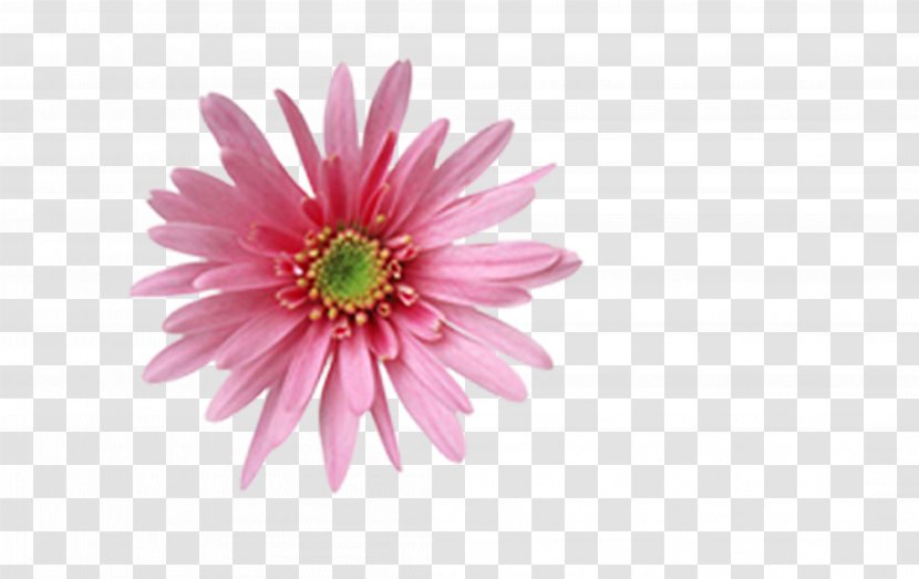 Animation - Petal - Chrysanthemum Flowers Transparent PNG
