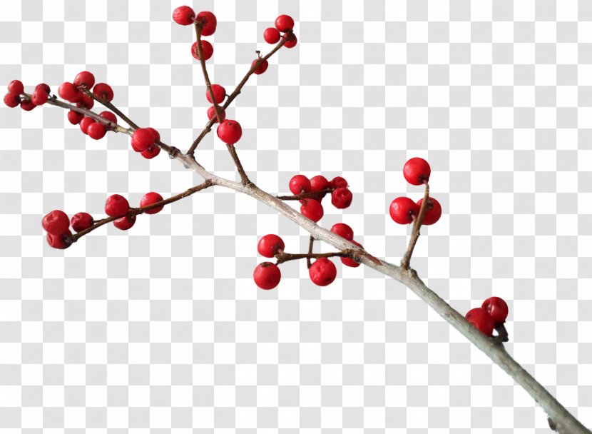 Common Holly Christmas Berry Clip Art - Fruit - Berries Transparent PNG