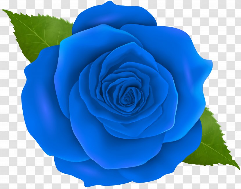 Blue Rose Centifolia Roses Clip Art - Order - Transparent Transparent PNG
