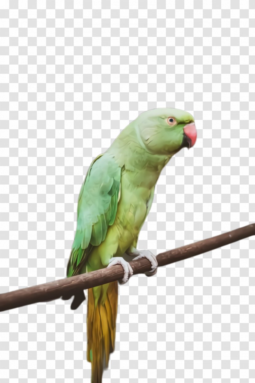 Colorful Background - Bird - Wing Perico Transparent PNG